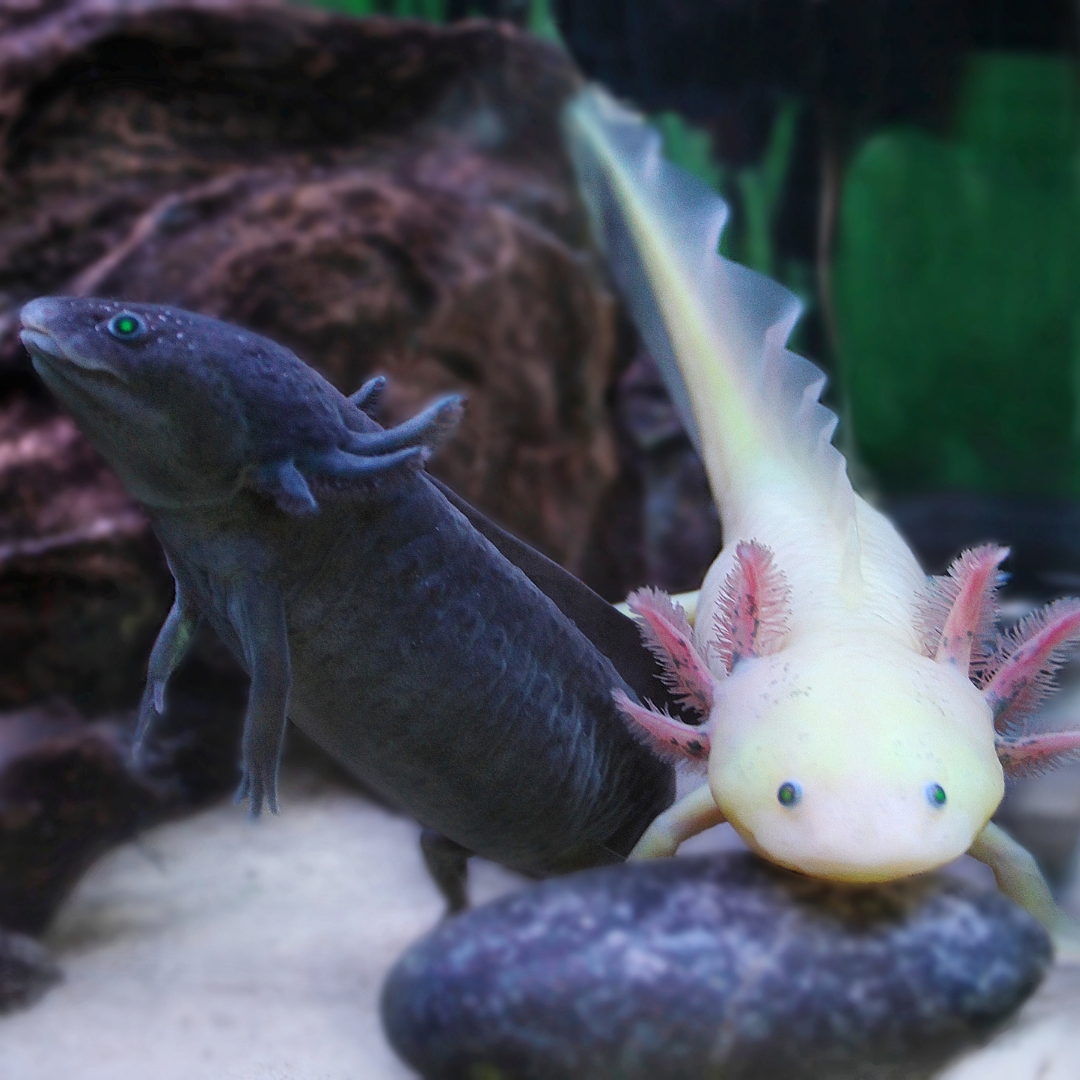 2 Two axolotls, one dark and one light, swimming together in an aquarium.